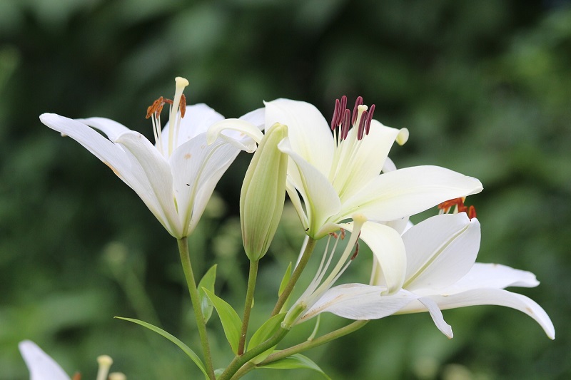 Lilies Flower