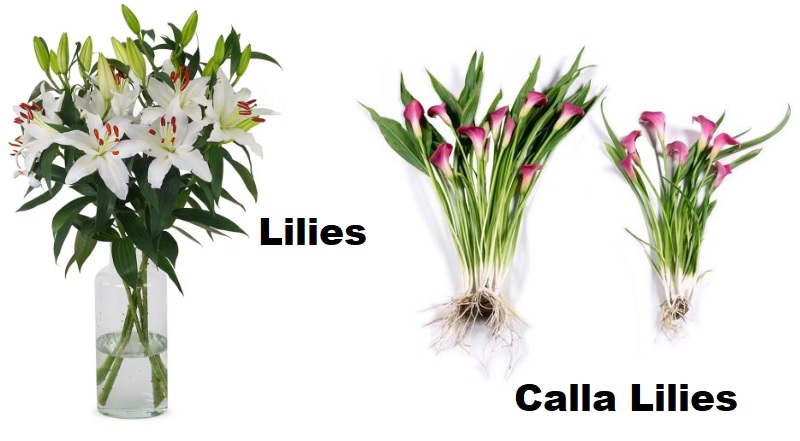 Lilies vs. Calla Lilies: What’s the REAL Difference? (Updated 2025 Guide)