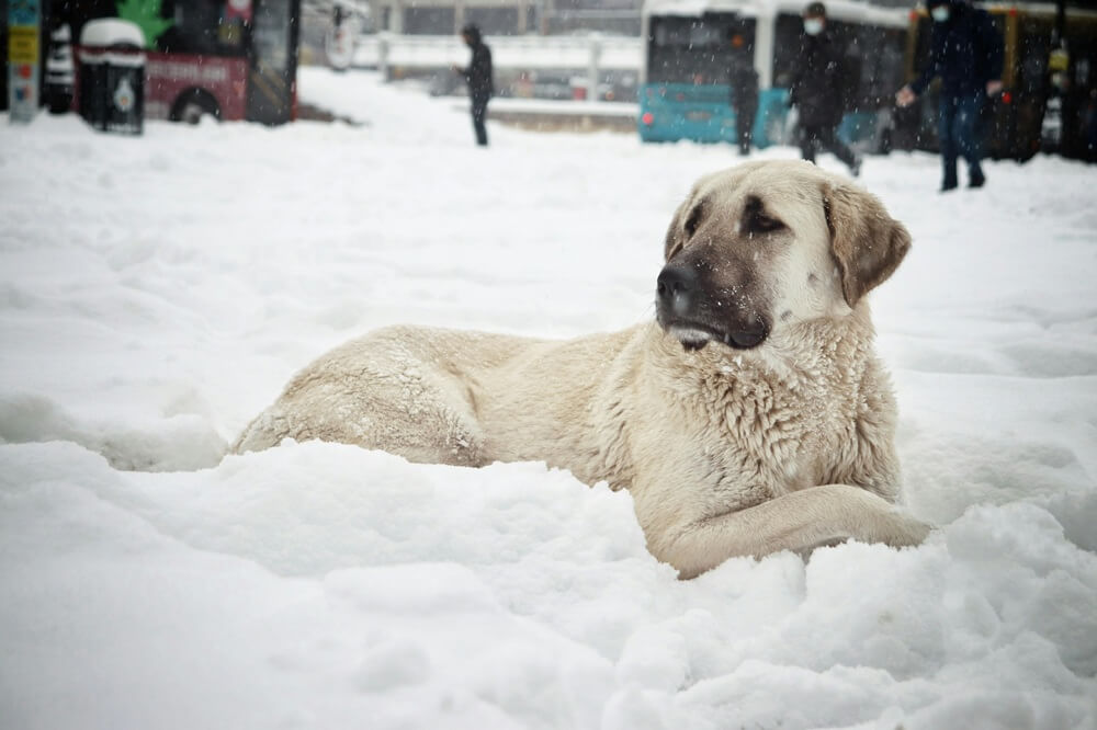 Kangal Shepherd Dog